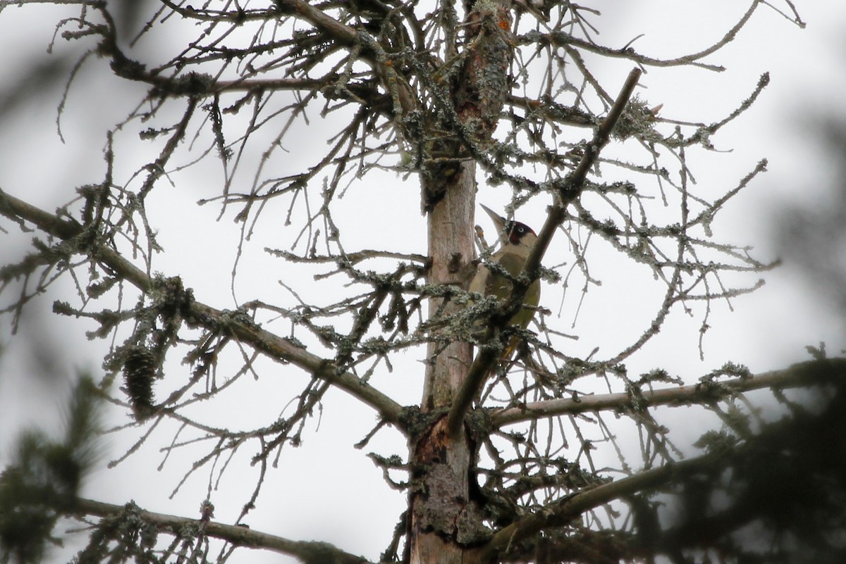Eurasian Green Woodpecker - ML248749991