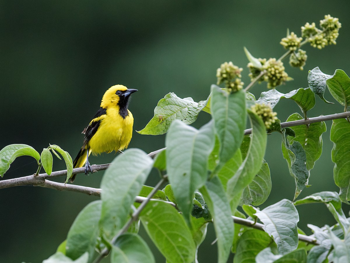 Yellow-tailed Oriole - ML248756771