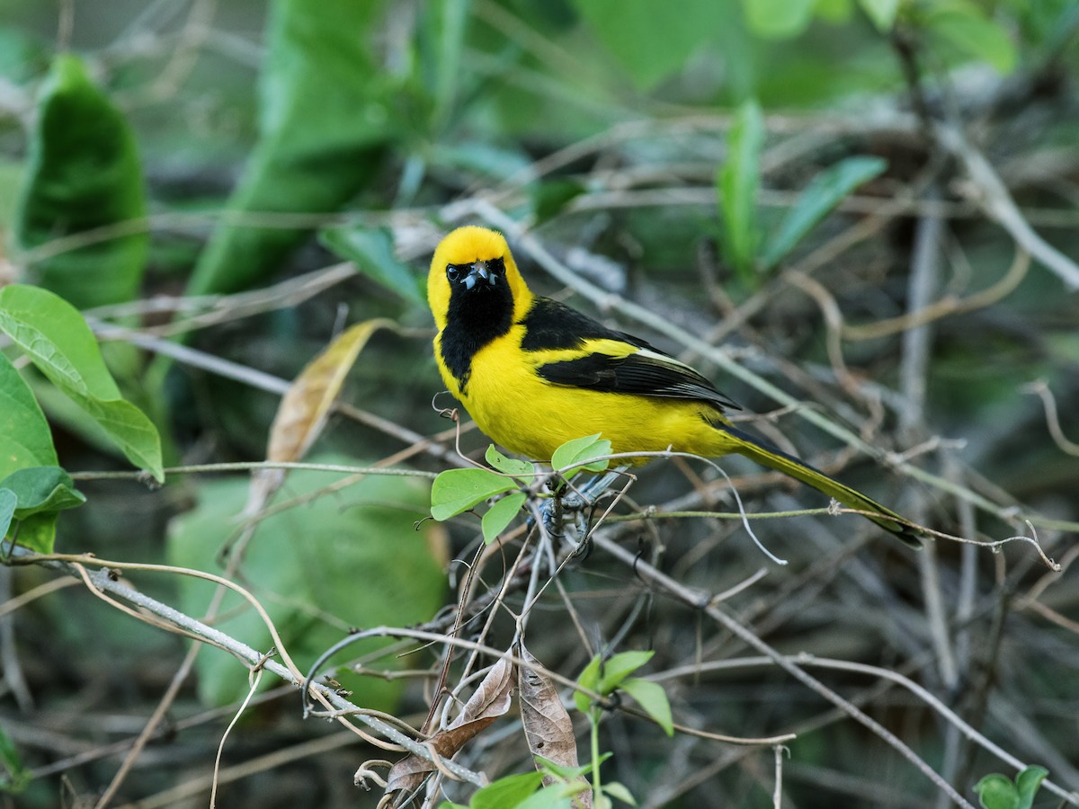 Yellow-tailed Oriole - ML248756801