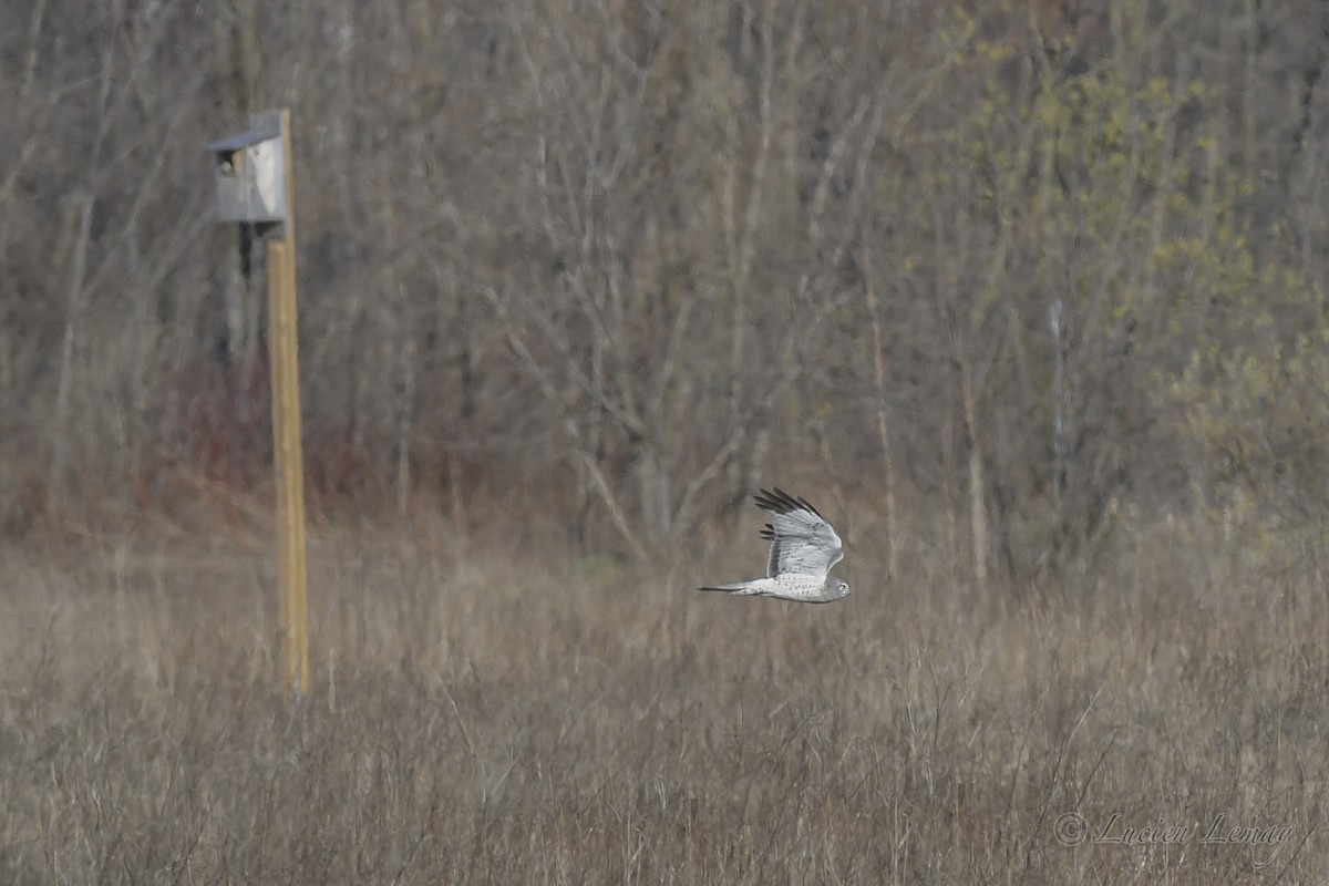 Northern Harrier - Lucien Lemay