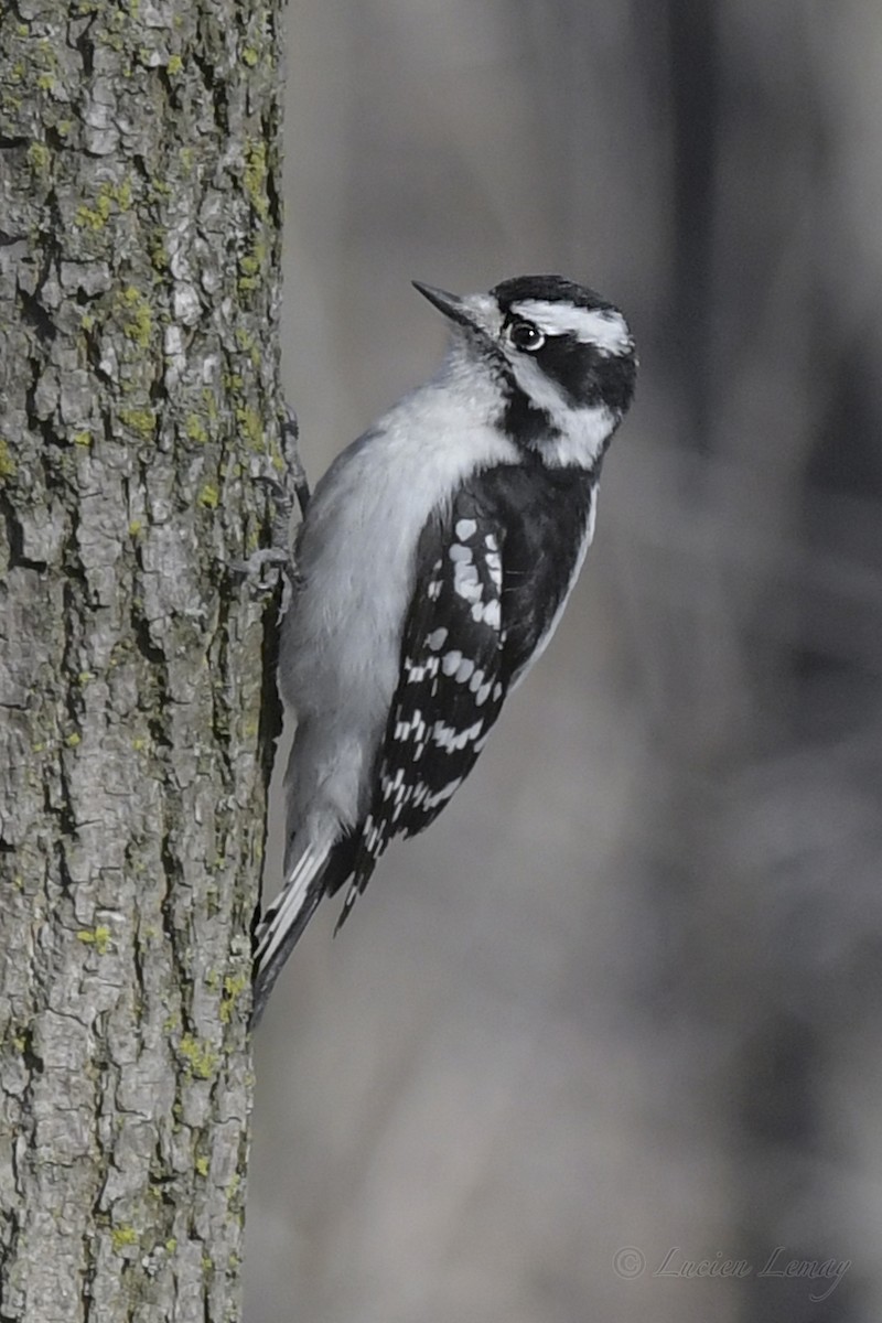 Downy Woodpecker - Lucien Lemay