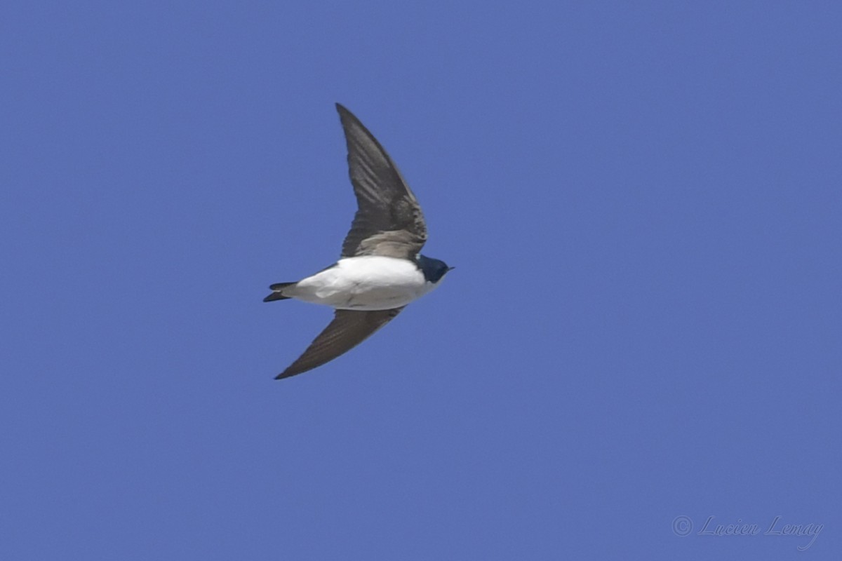 Tree Swallow - Lucien Lemay