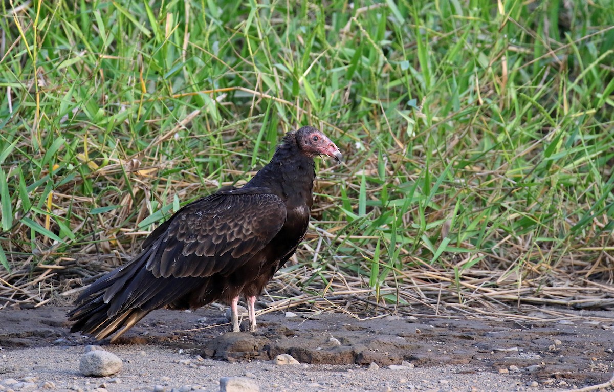 Turkey Vulture - Thomas Galewski