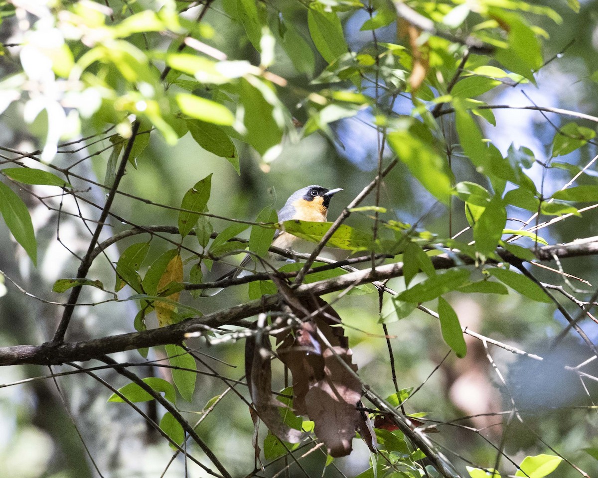 Spectacled Monarch - ML248761571
