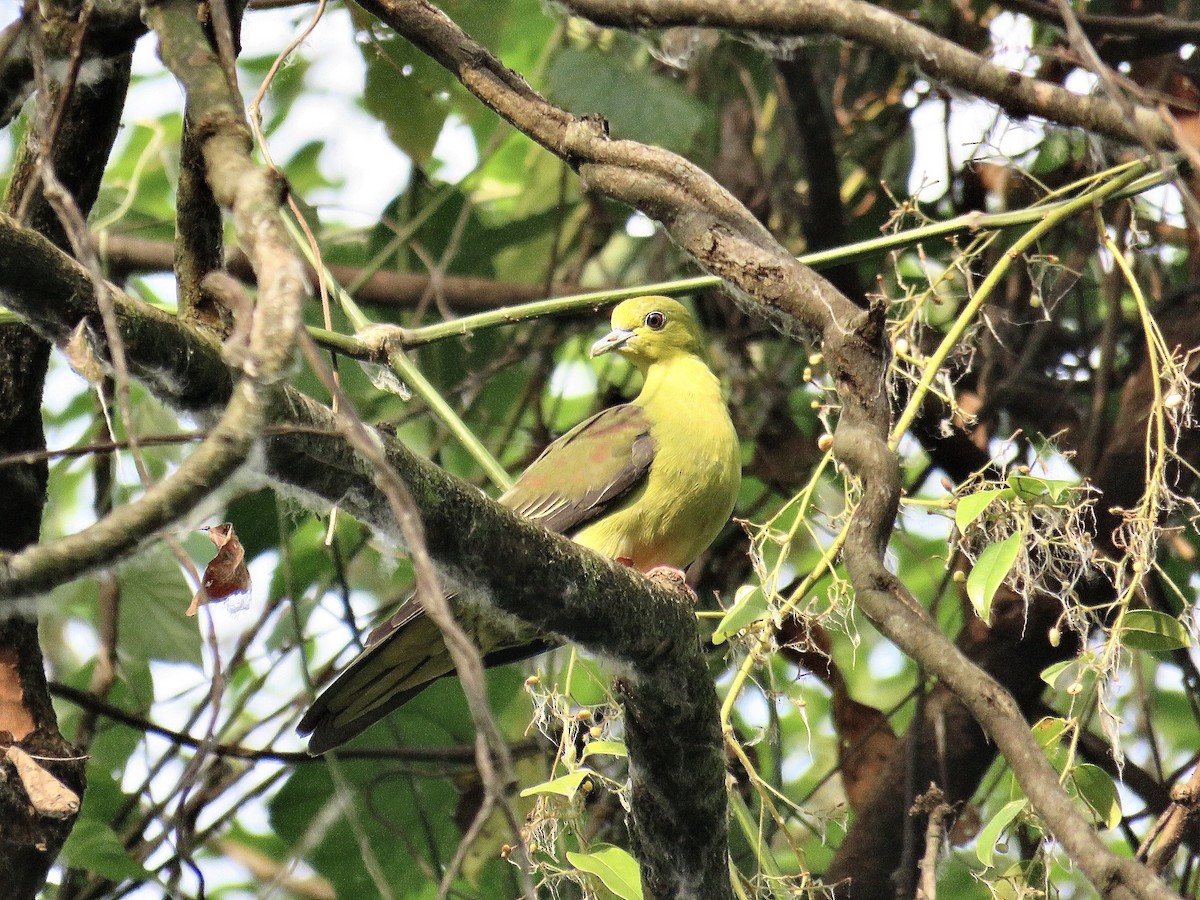 Wedge-tailed Green-Pigeon - ML248762201