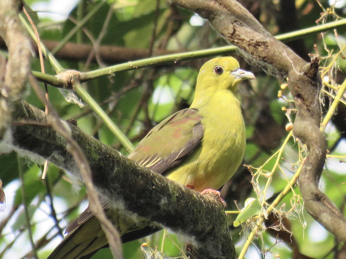Wedge-tailed Green-Pigeon - ML248762221