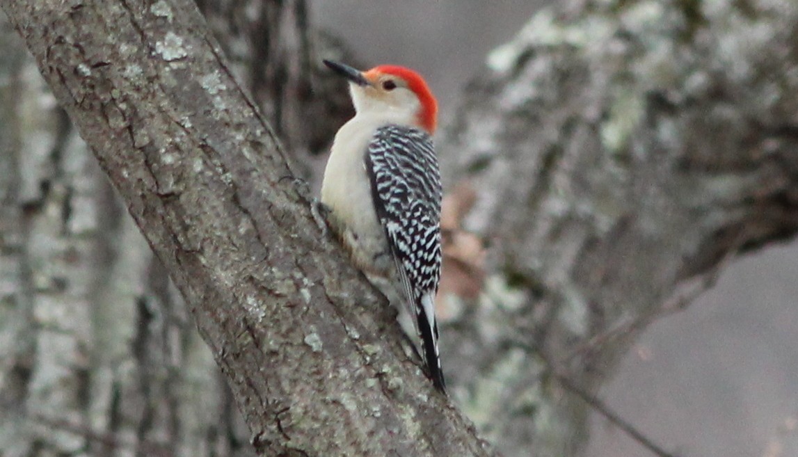 Red-bellied Woodpecker - ML24876231