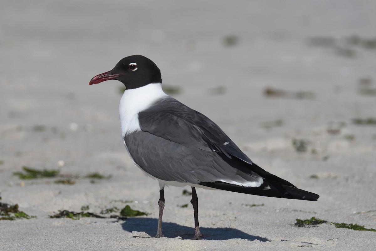 Laughing Gull - terence zahner