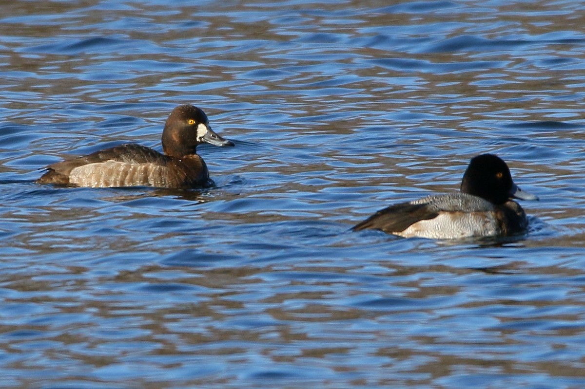 Lesser Scaup - Russ Smiley