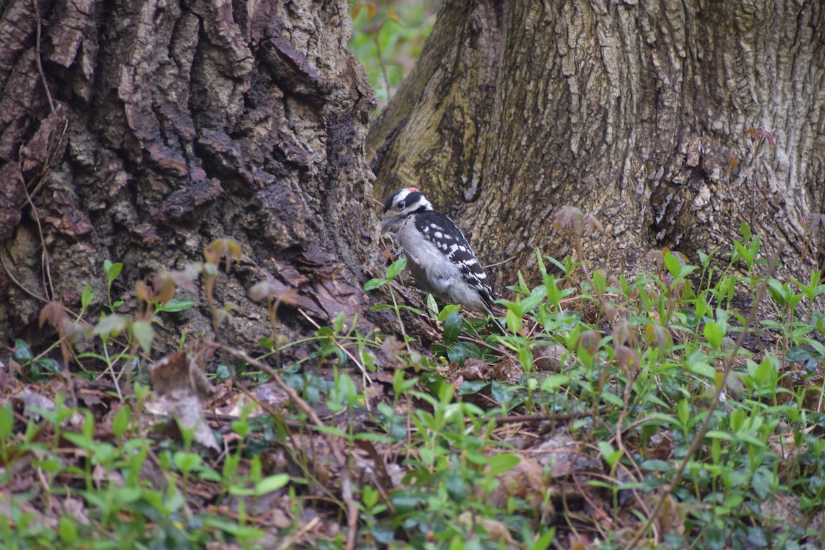Hairy Woodpecker (Eastern) - ML248765031