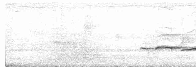 Puff-throated Babbler - ML248767061