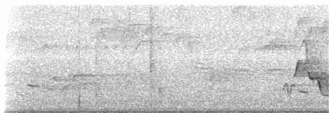 Поплітник каролінський - ML248767181