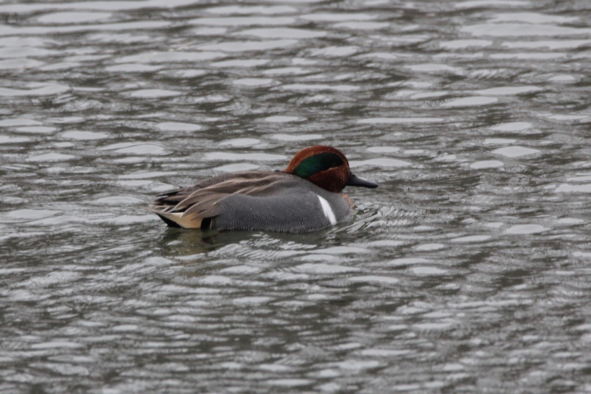 Green-winged Teal - ML24877091