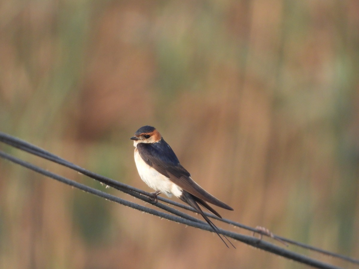 Red-rumped Swallow - Itay Berger