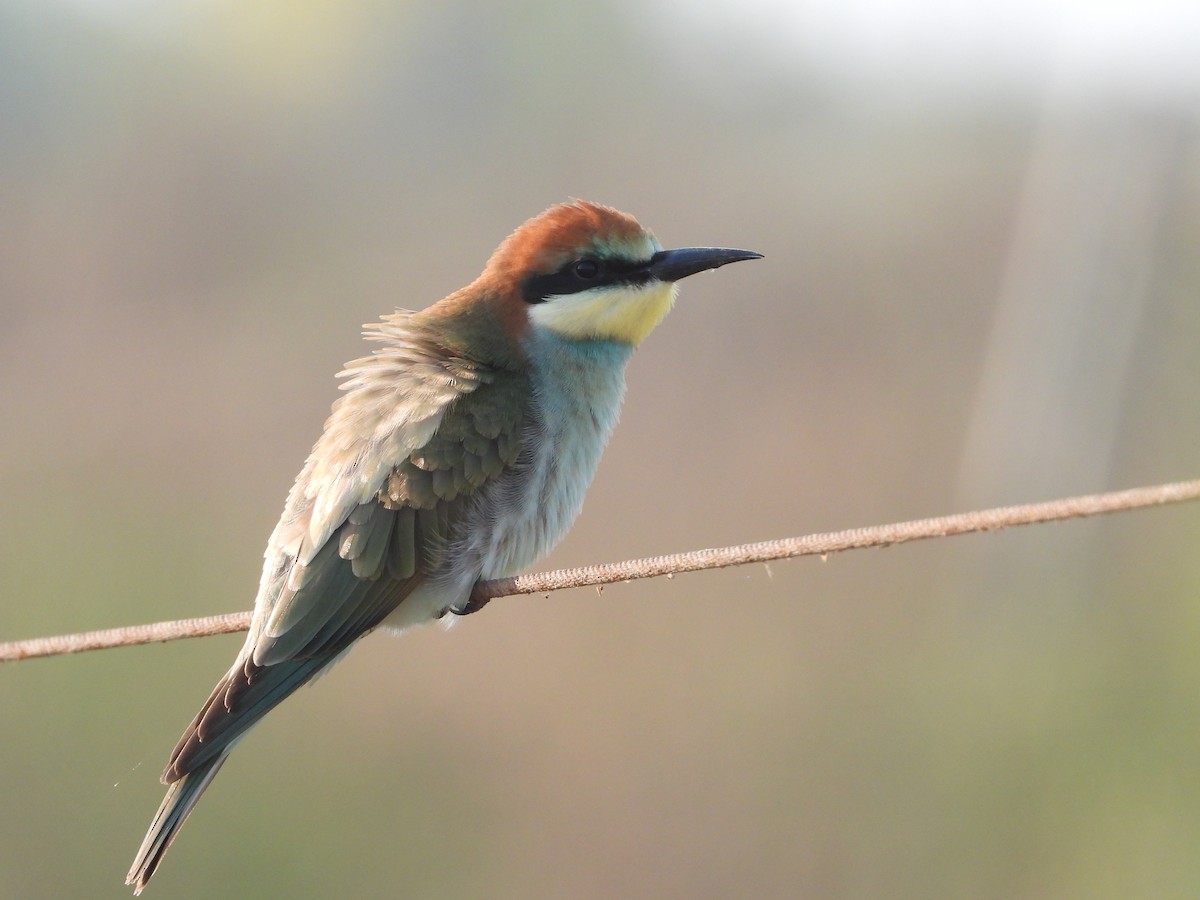 European Bee-eater - ML248772421