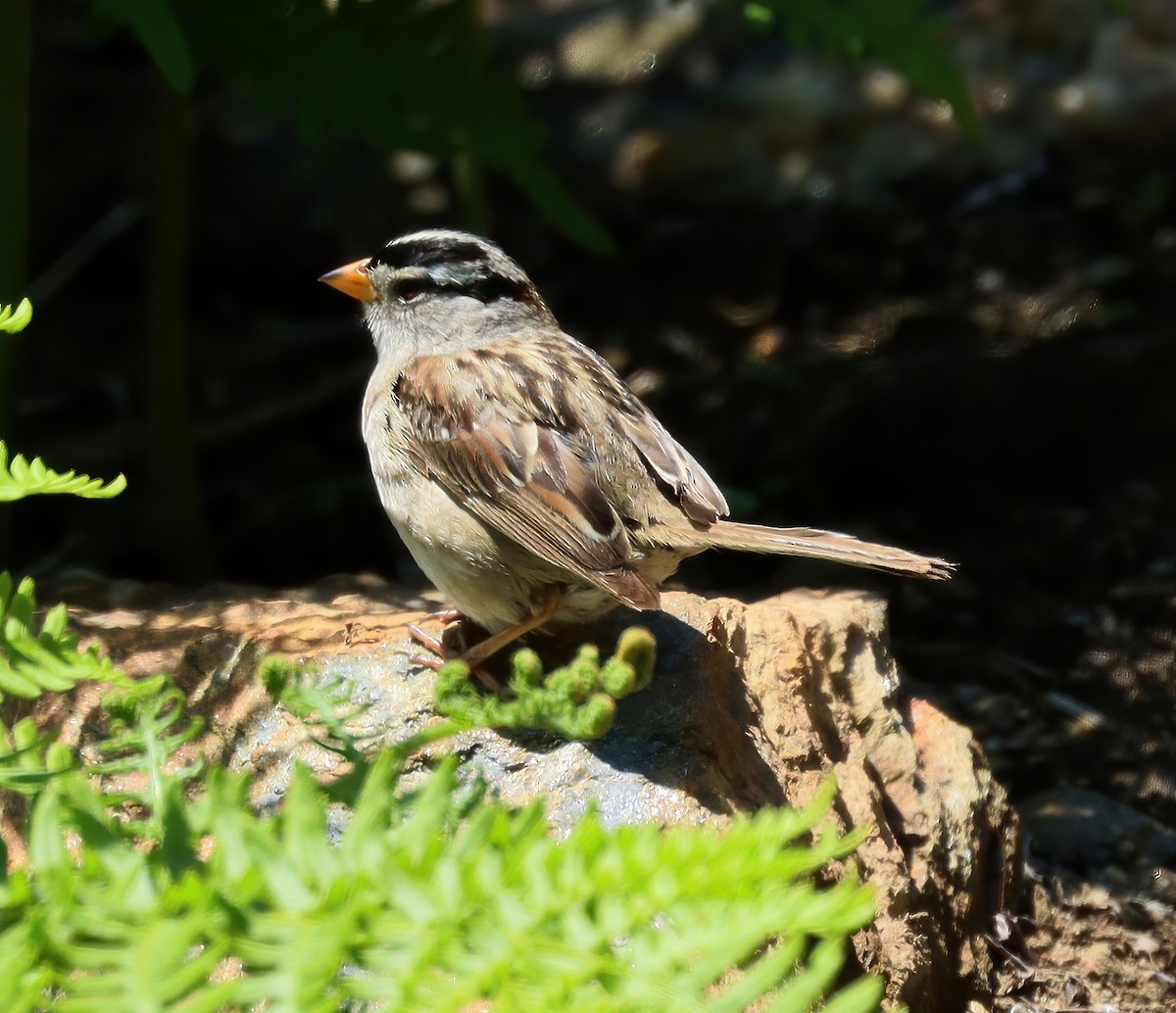 White-crowned Sparrow - ML248782381