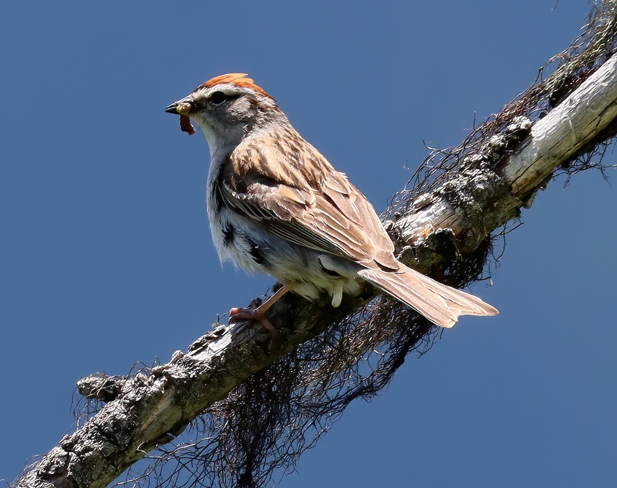 Chipping Sparrow - ML248782431