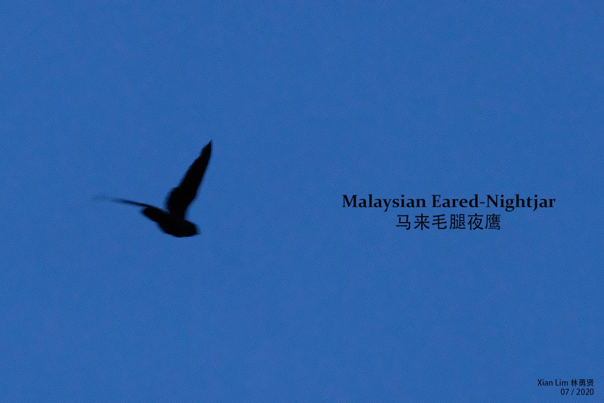 Malaysian Eared-Nightjar - Lim Ying Hien