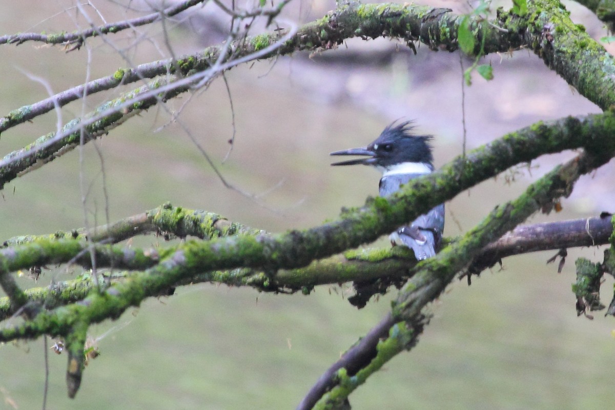 Belted Kingfisher - ML24879821