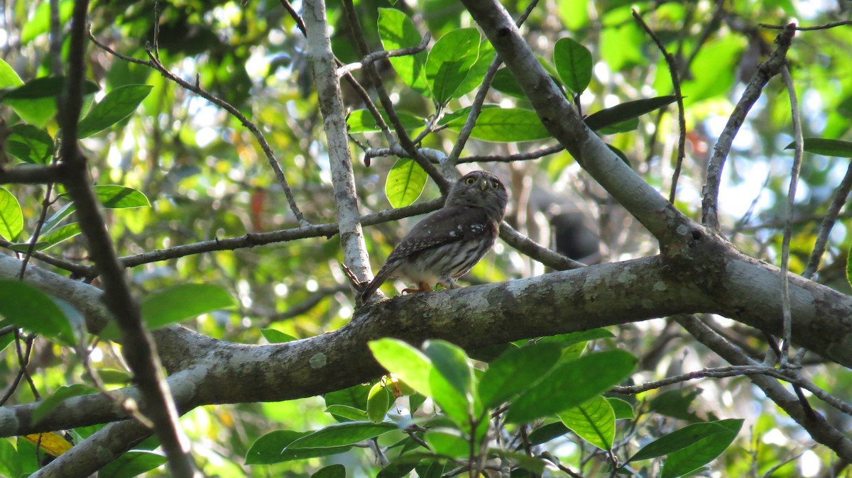 Colima Pygmy-Owl - Sandy Gallito