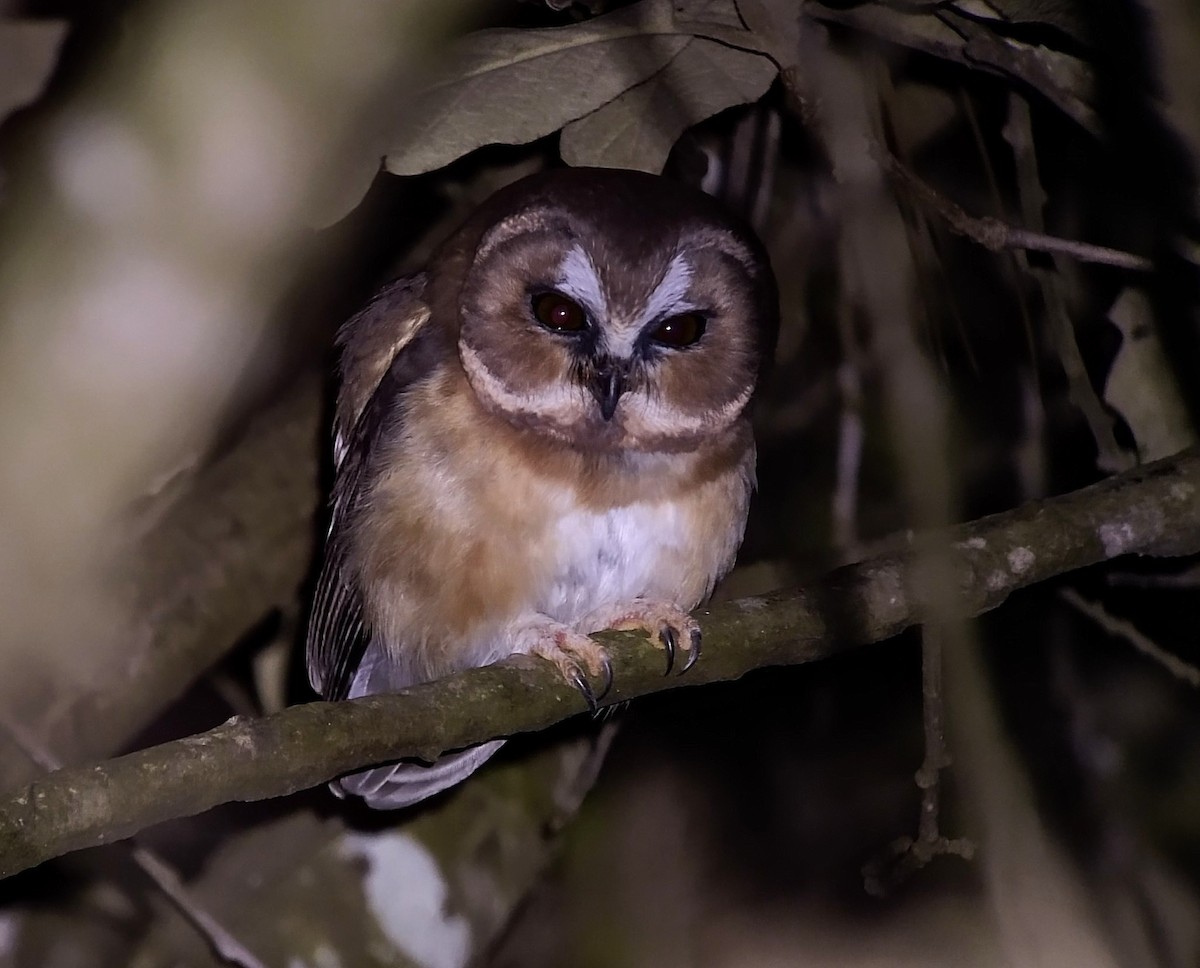 Unspotted Saw-whet Owl - Josue  de León Lux (Birding Guide) josuedeleonlux@gmail.com +502 3068 8988