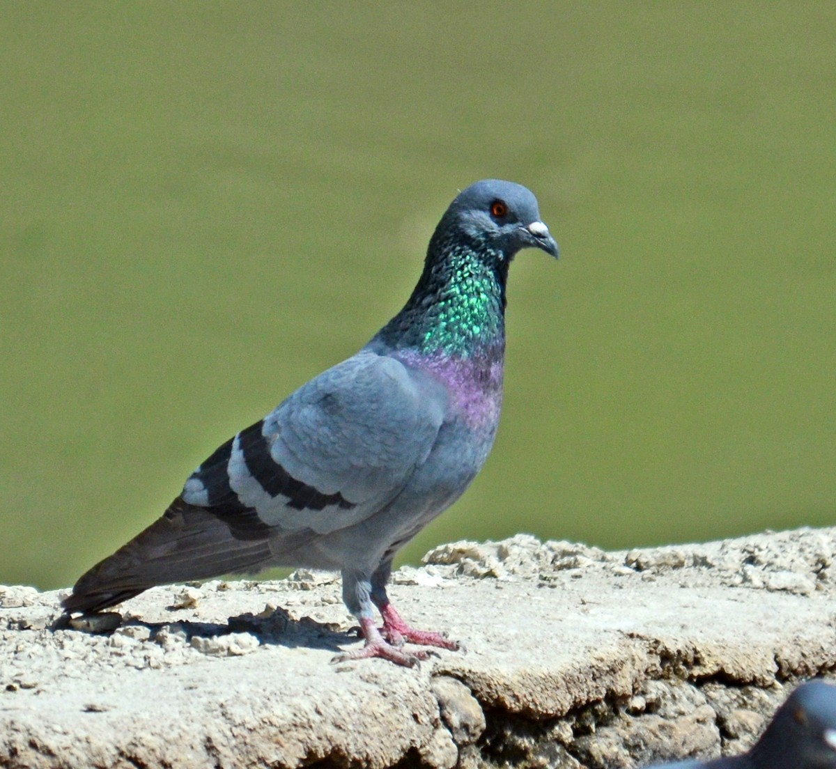 Rock Pigeon (Feral Pigeon) - Savithri Singh
