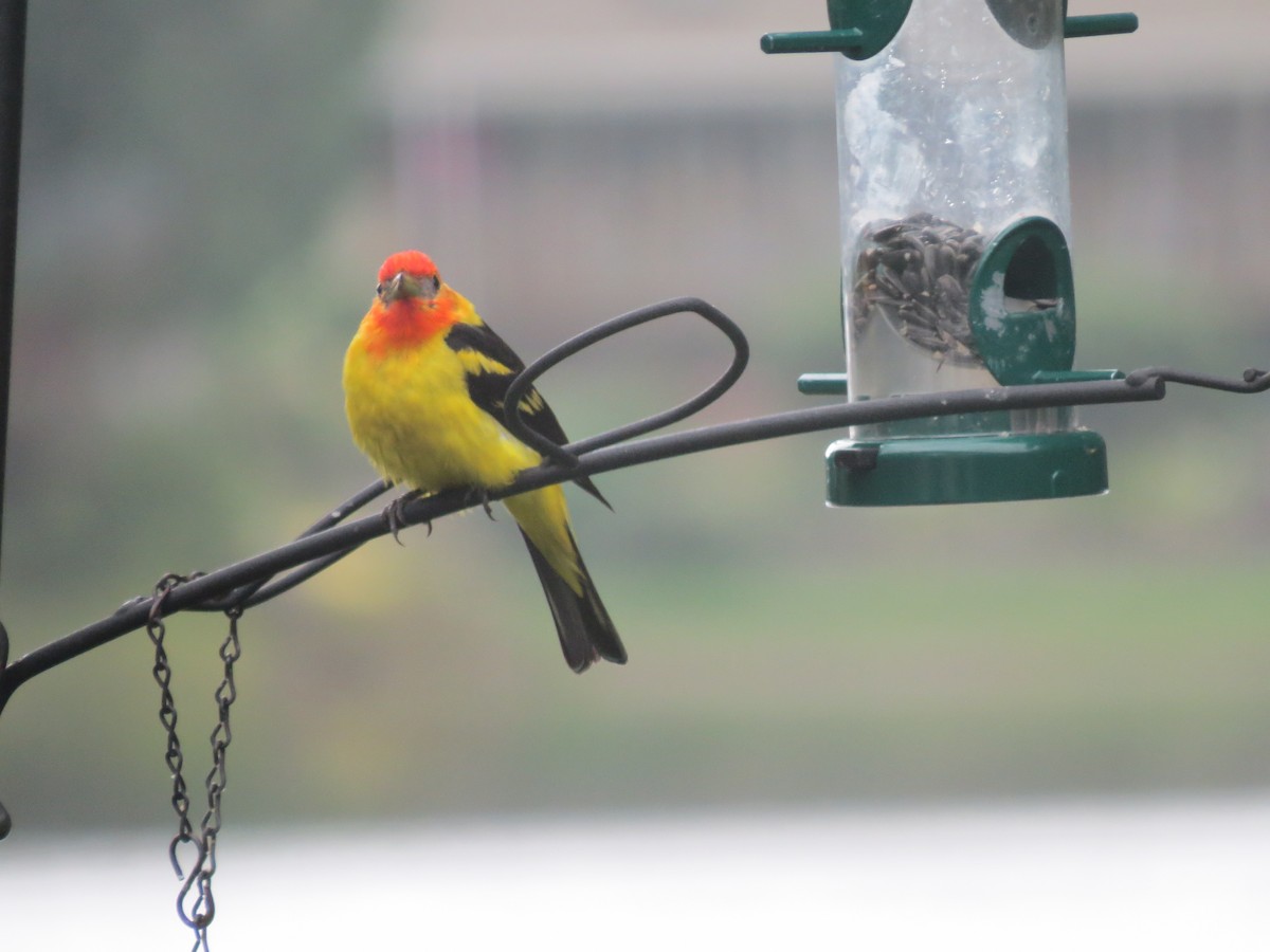Western Tanager - Tom Schooley