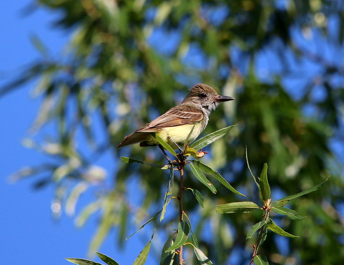 Great Crested Flycatcher - ML248815101