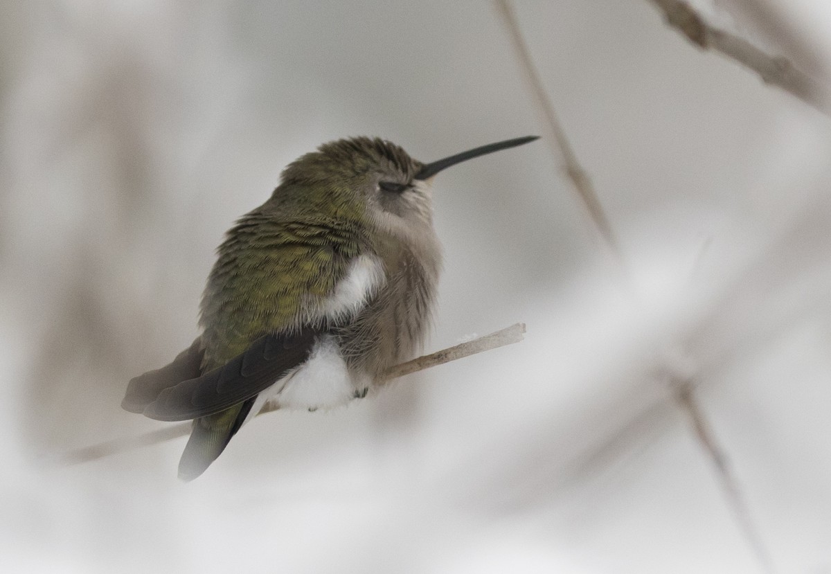 Costa's Hummingbird - ML24881681