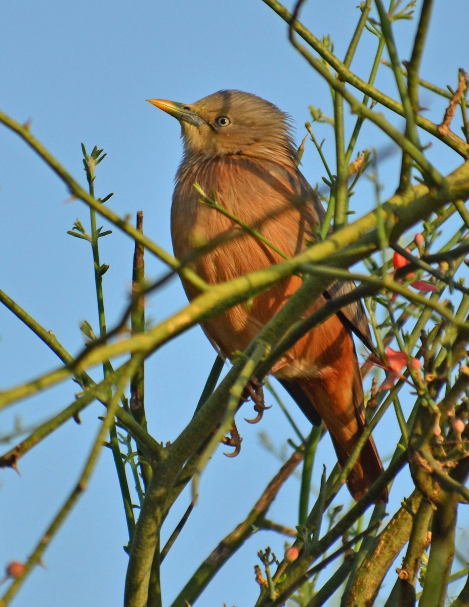 Chestnut-tailed Starling - ML248817321
