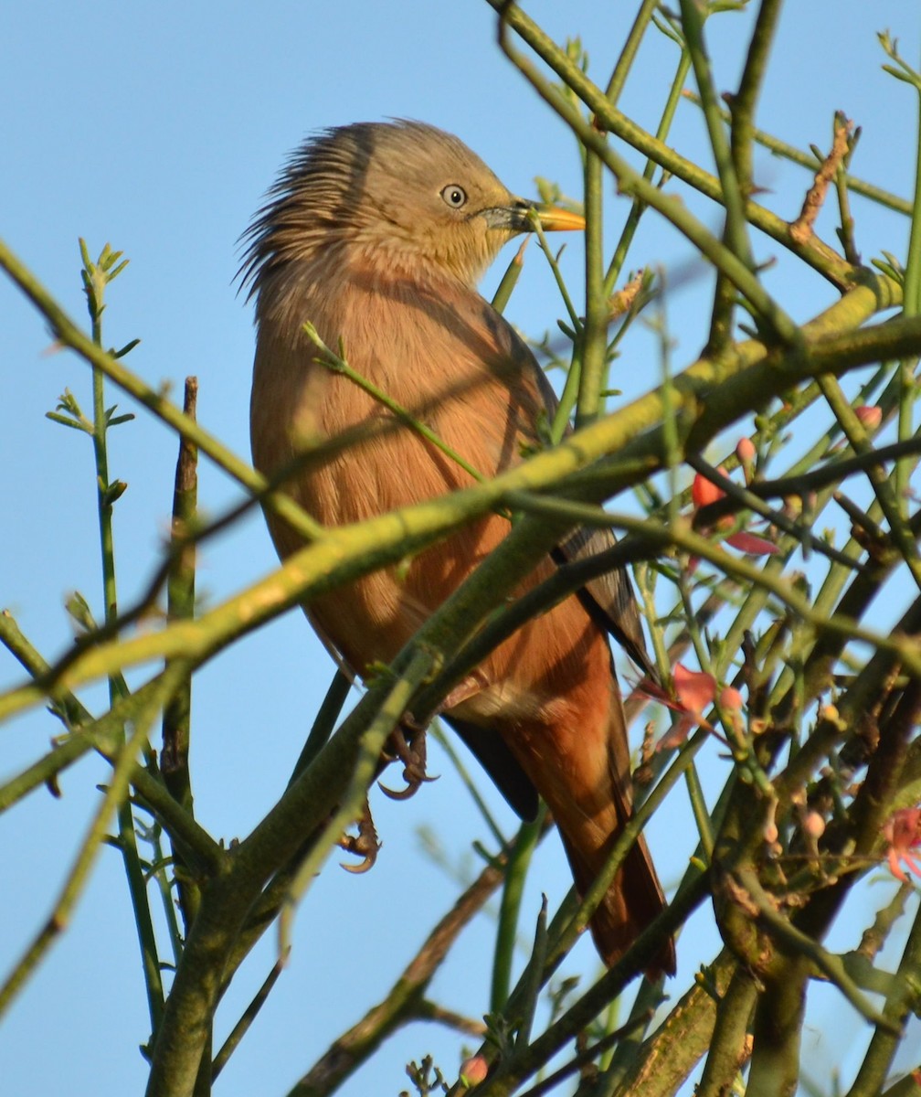 Chestnut-tailed Starling - ML248817431