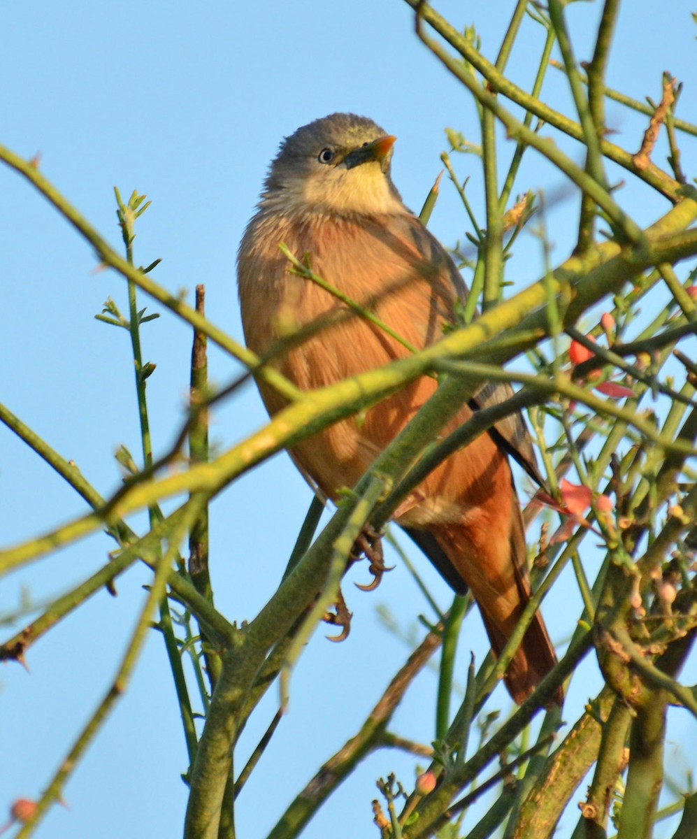 Chestnut-tailed Starling - ML248817481
