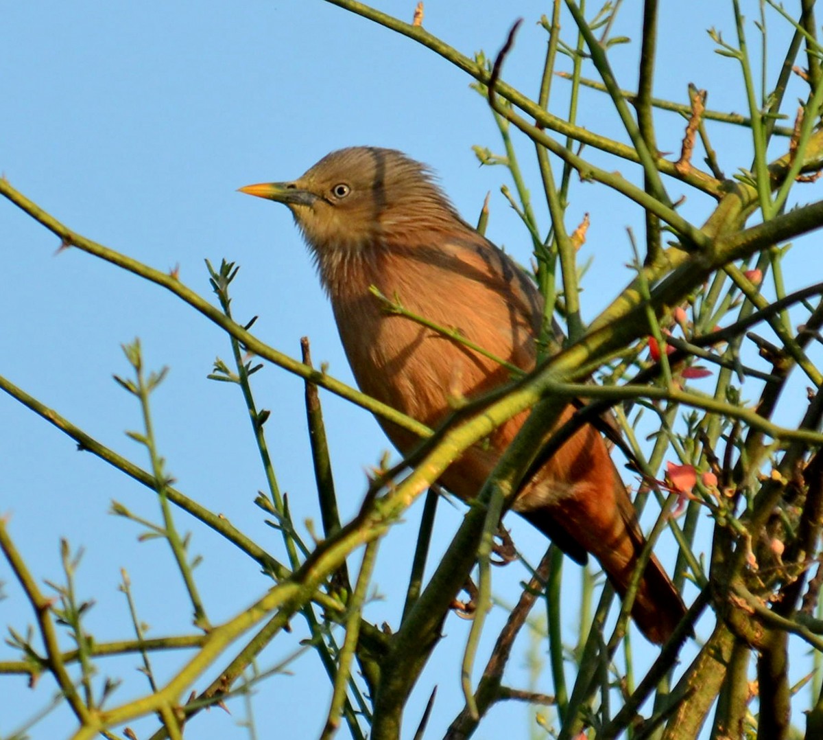 Chestnut-tailed Starling - ML248817571