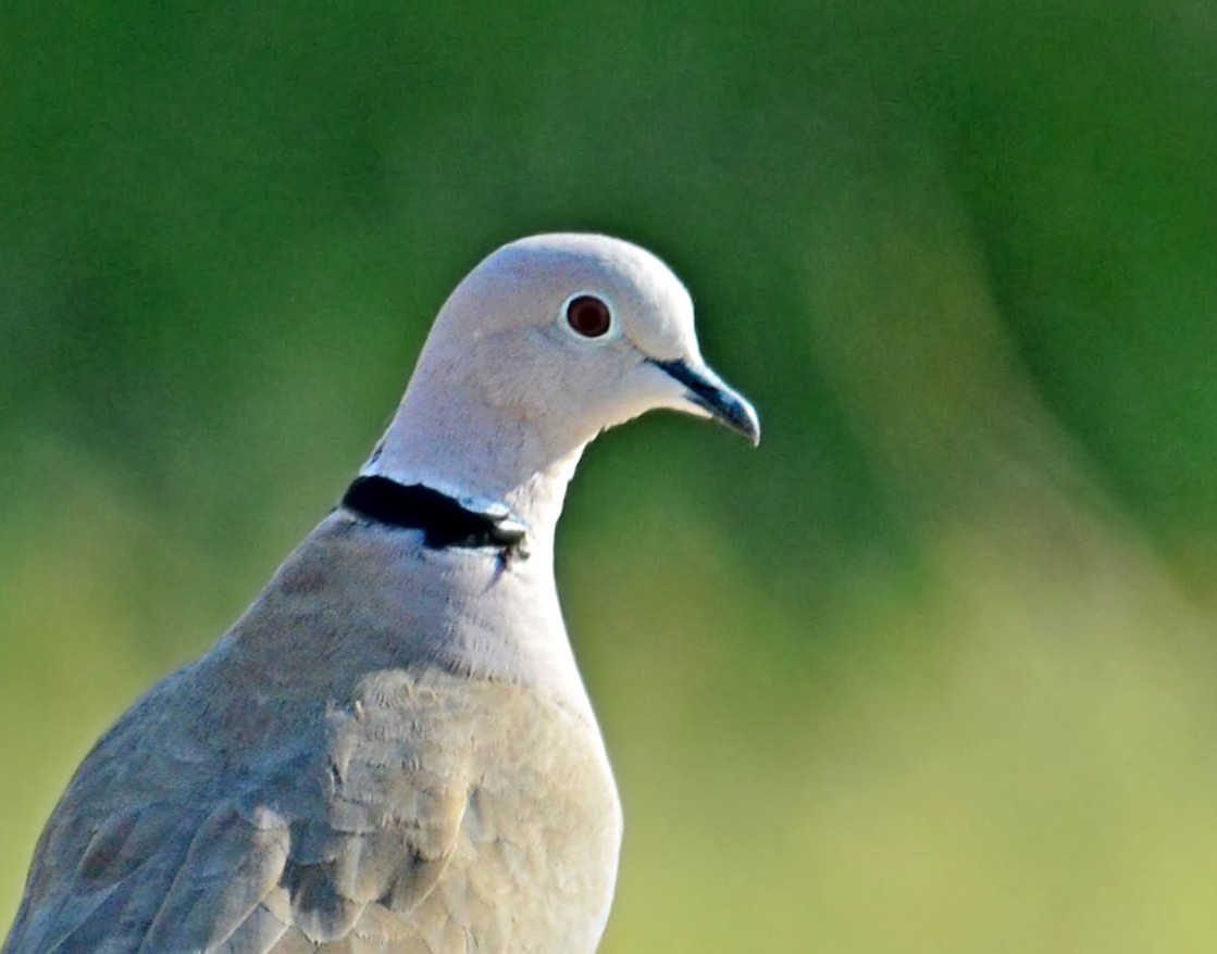 Eurasian Collared-Dove - ML248818041