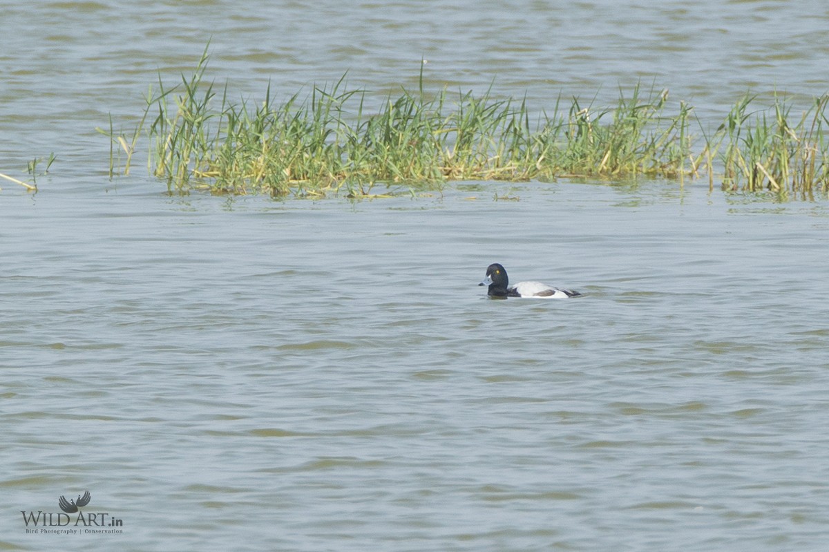 Greater Scaup - ML24882281