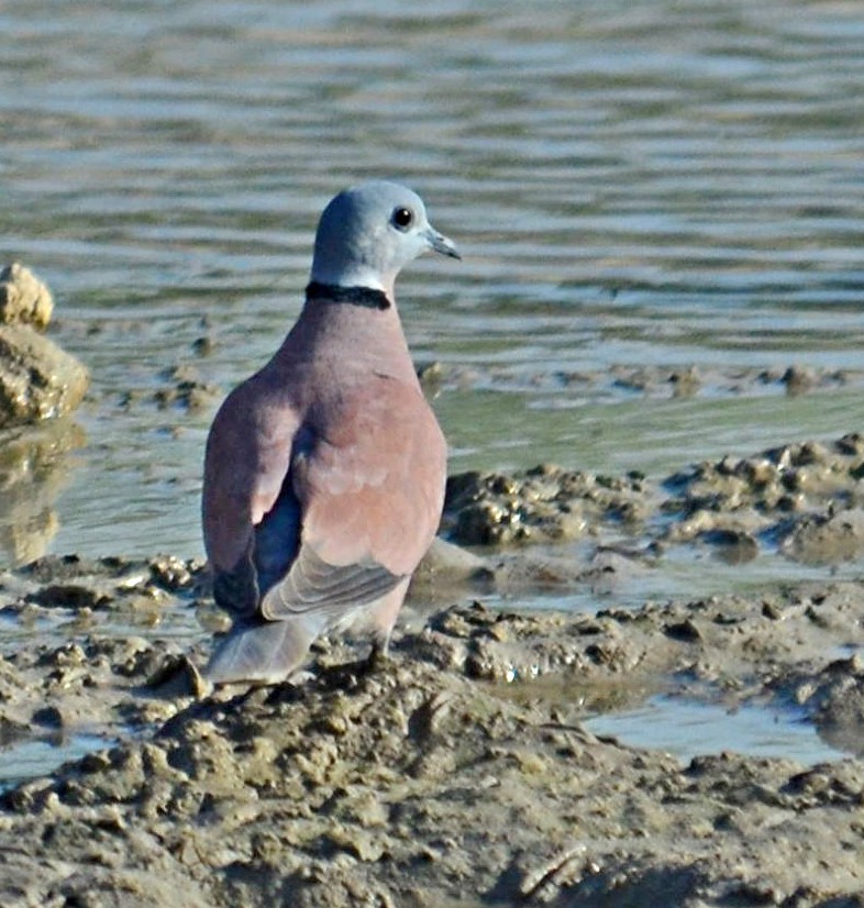Red Collared-Dove - ML248825281