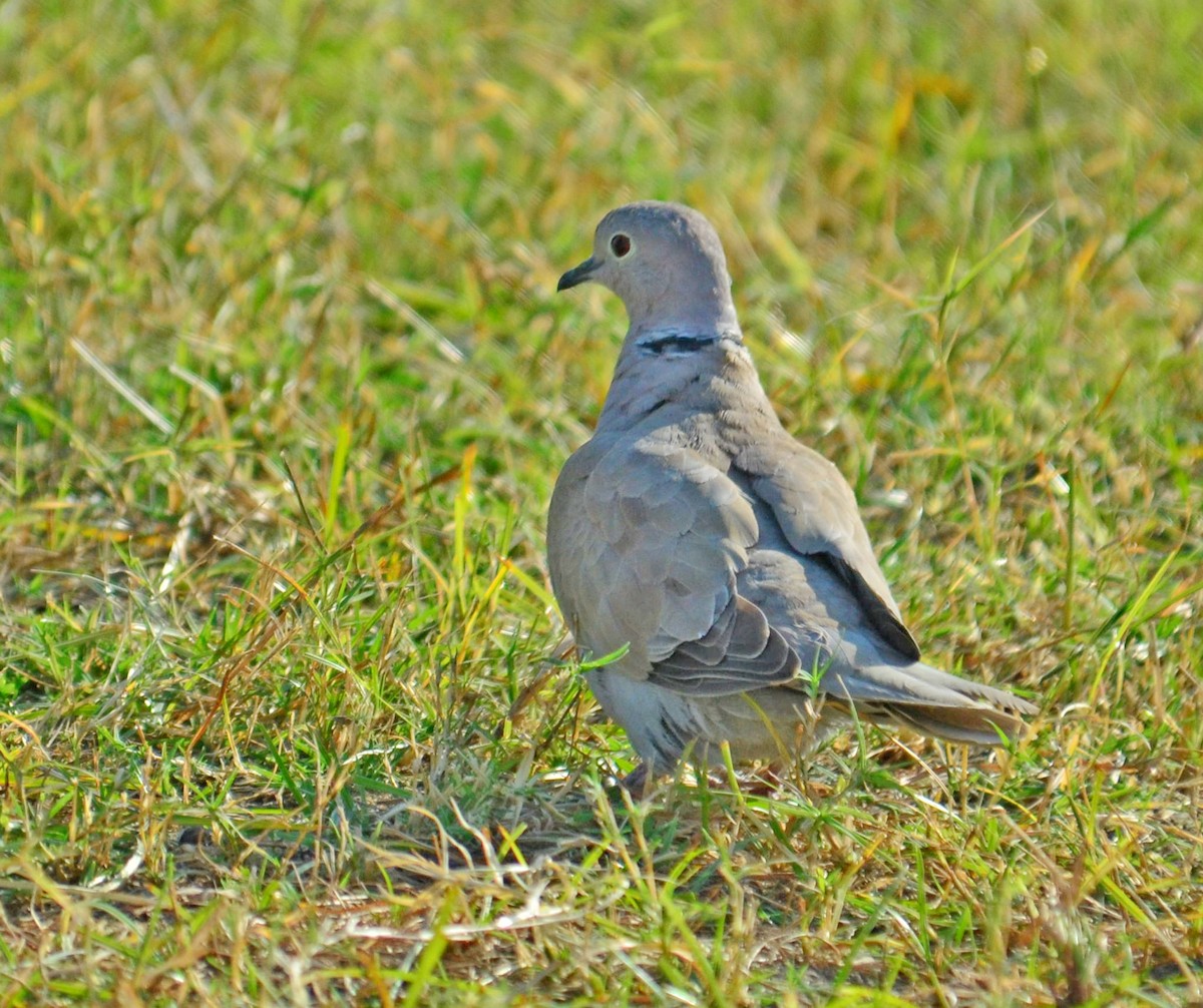 Red Collared-Dove - ML248825611