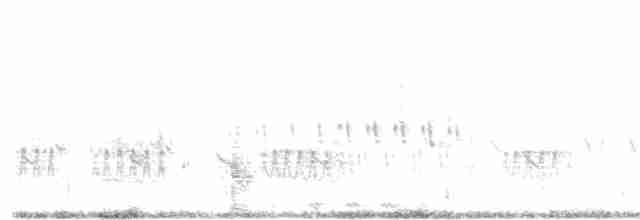 pygmérørdrum - ML248826921