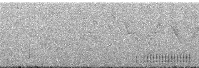 Дзьоган смугасточеревий - ML248829