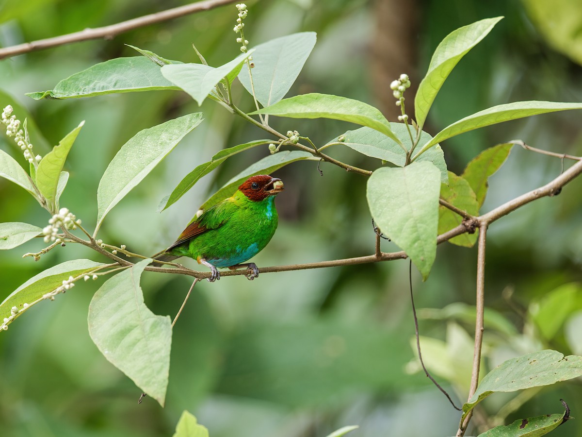 Rufous-winged Tanager - ML248834361