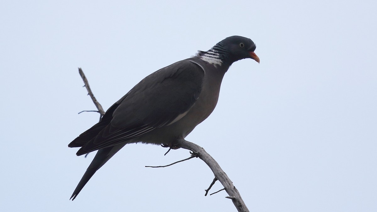 Common Wood-Pigeon - ML248835151