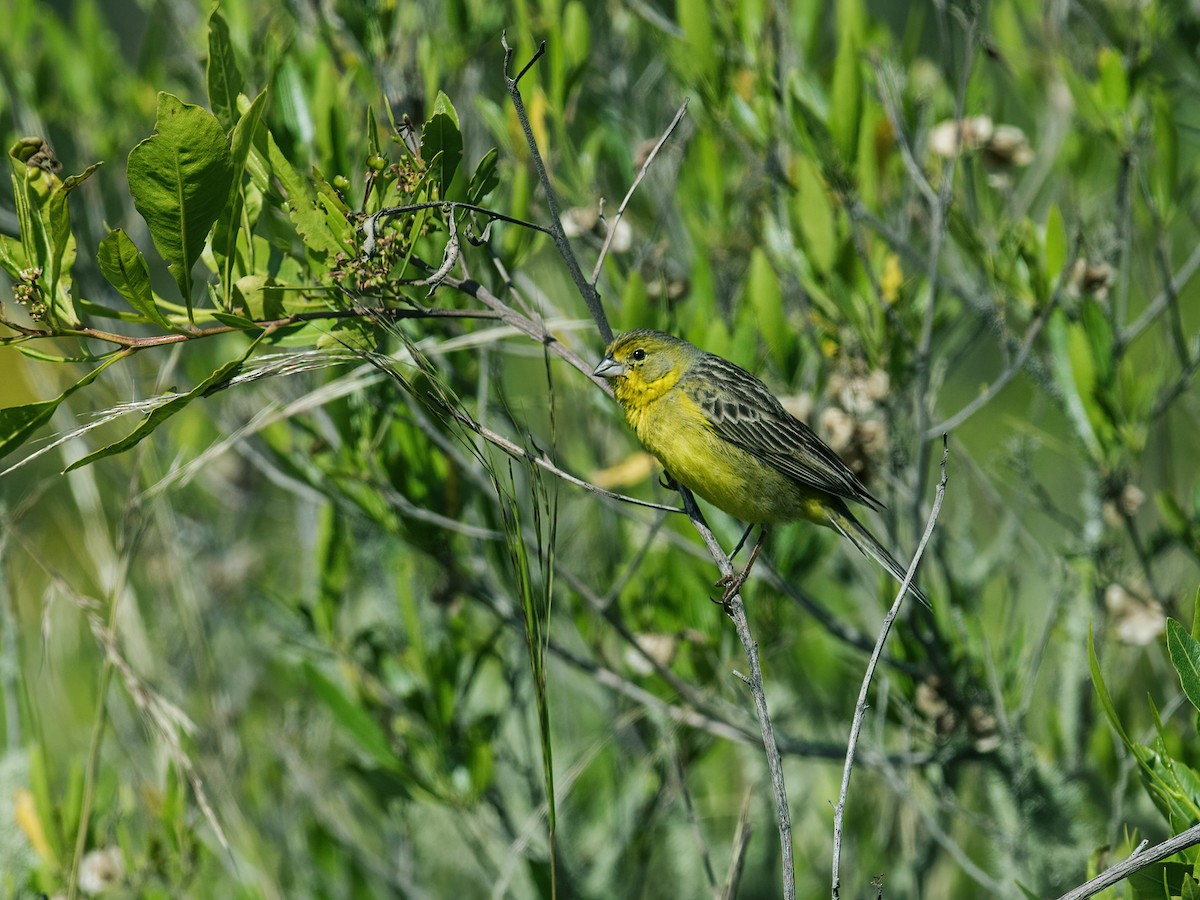 Grassland Yellow-Finch (Montane) - Nick Athanas