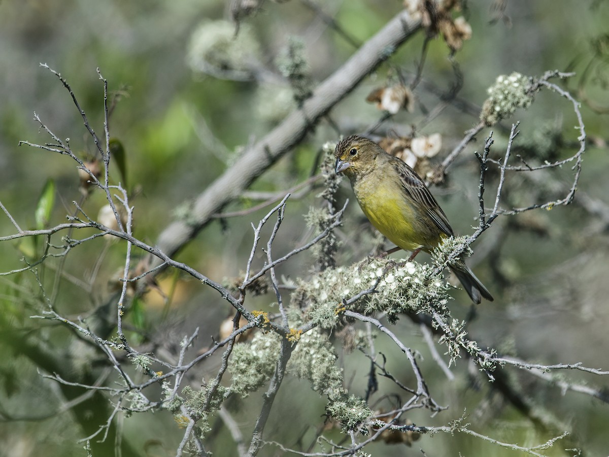 Grassland Yellow-Finch (Montane) - ML248840181