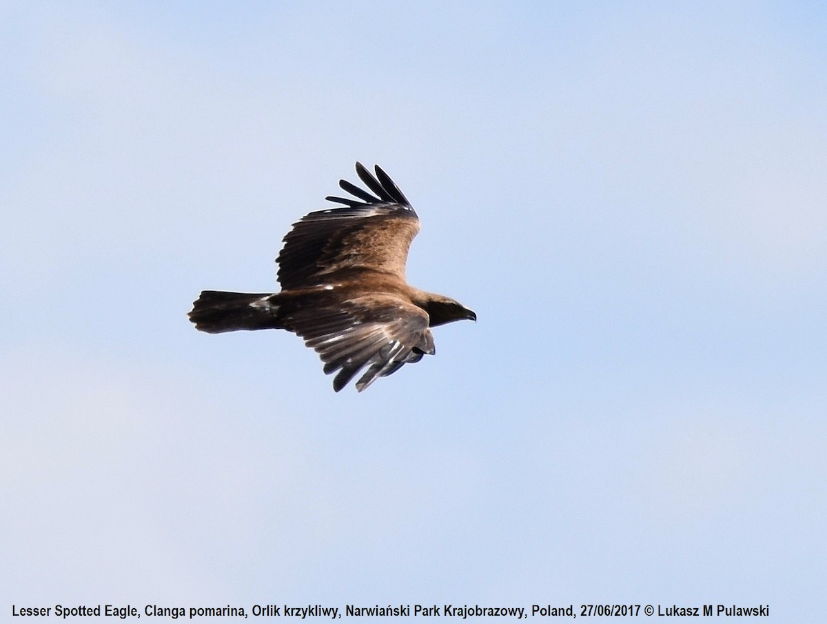 Lesser Spotted Eagle - ML248841621