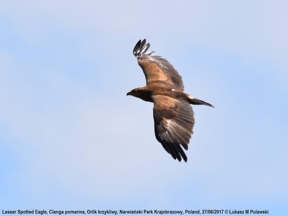 Lesser Spotted Eagle - ML248841641