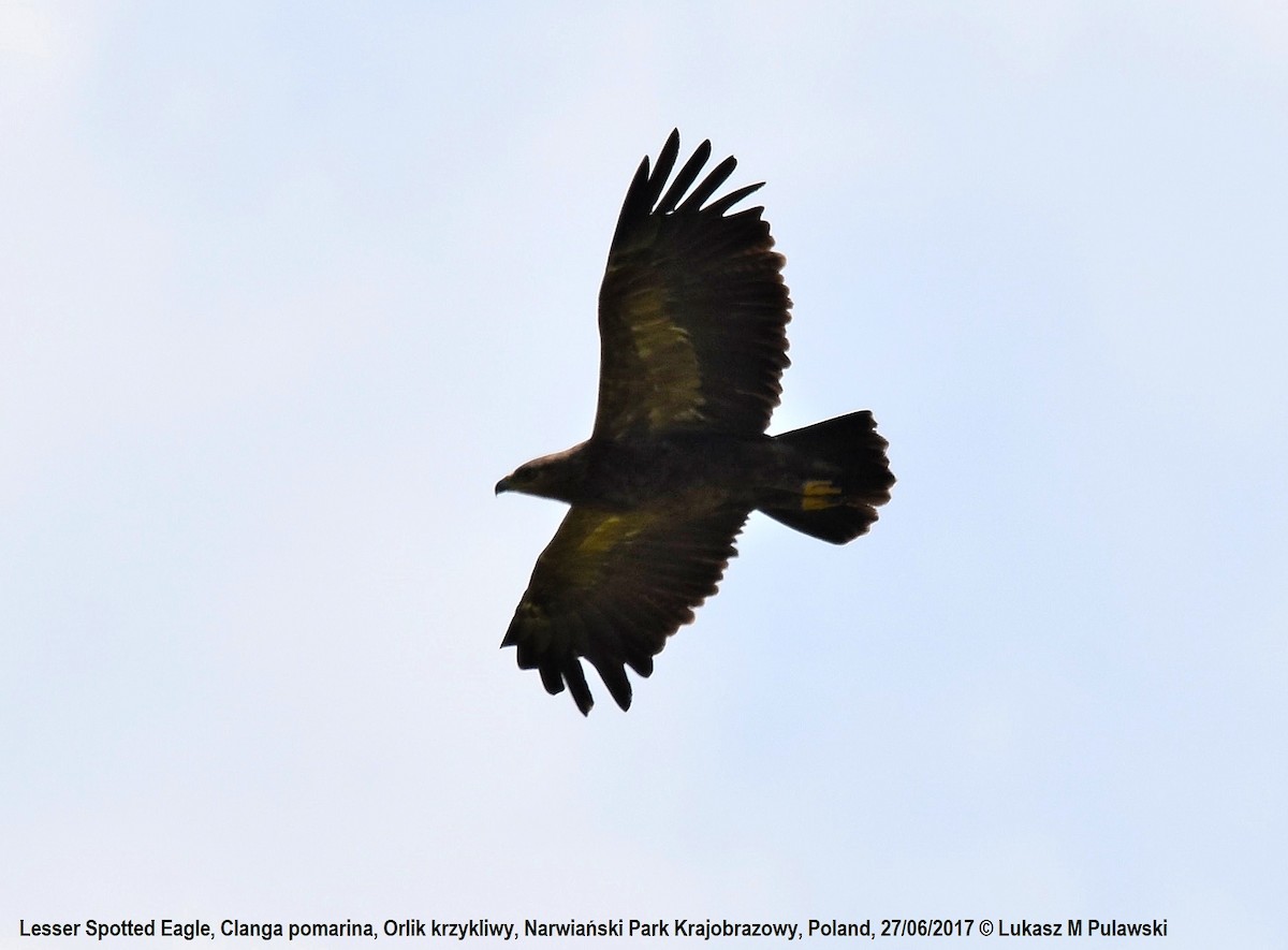 Lesser Spotted Eagle - ML248841651
