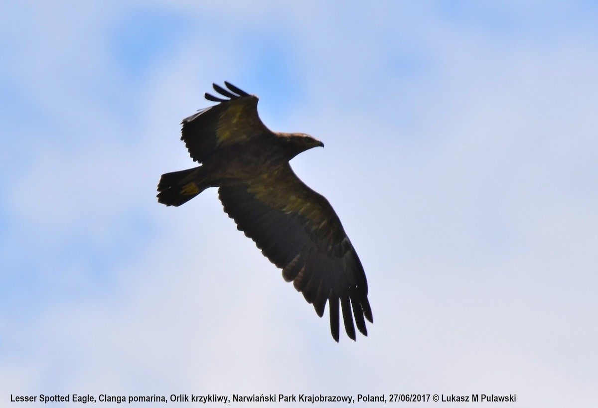 Lesser Spotted Eagle - ML248841721