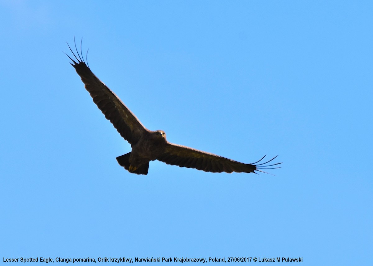 Lesser Spotted Eagle - ML248841811