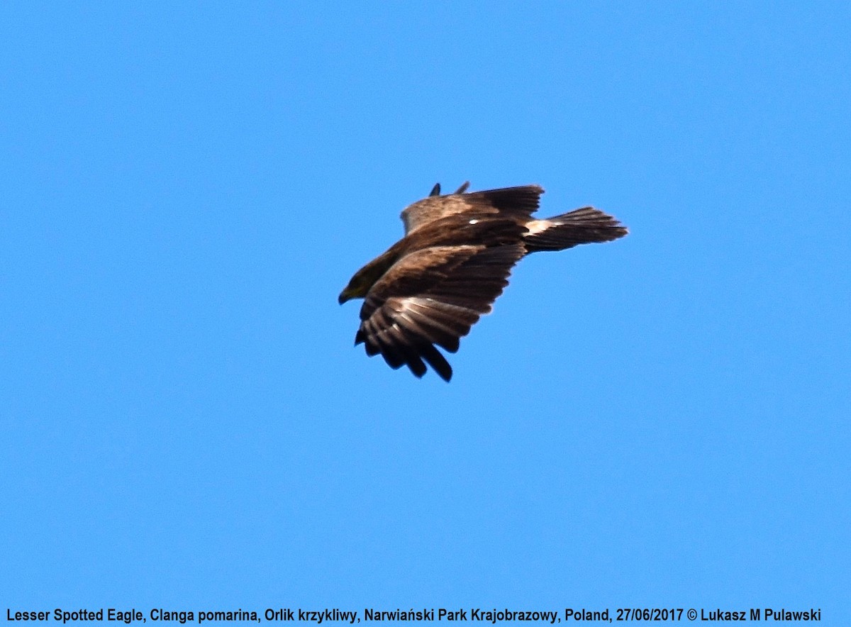 Lesser Spotted Eagle - ML248841951