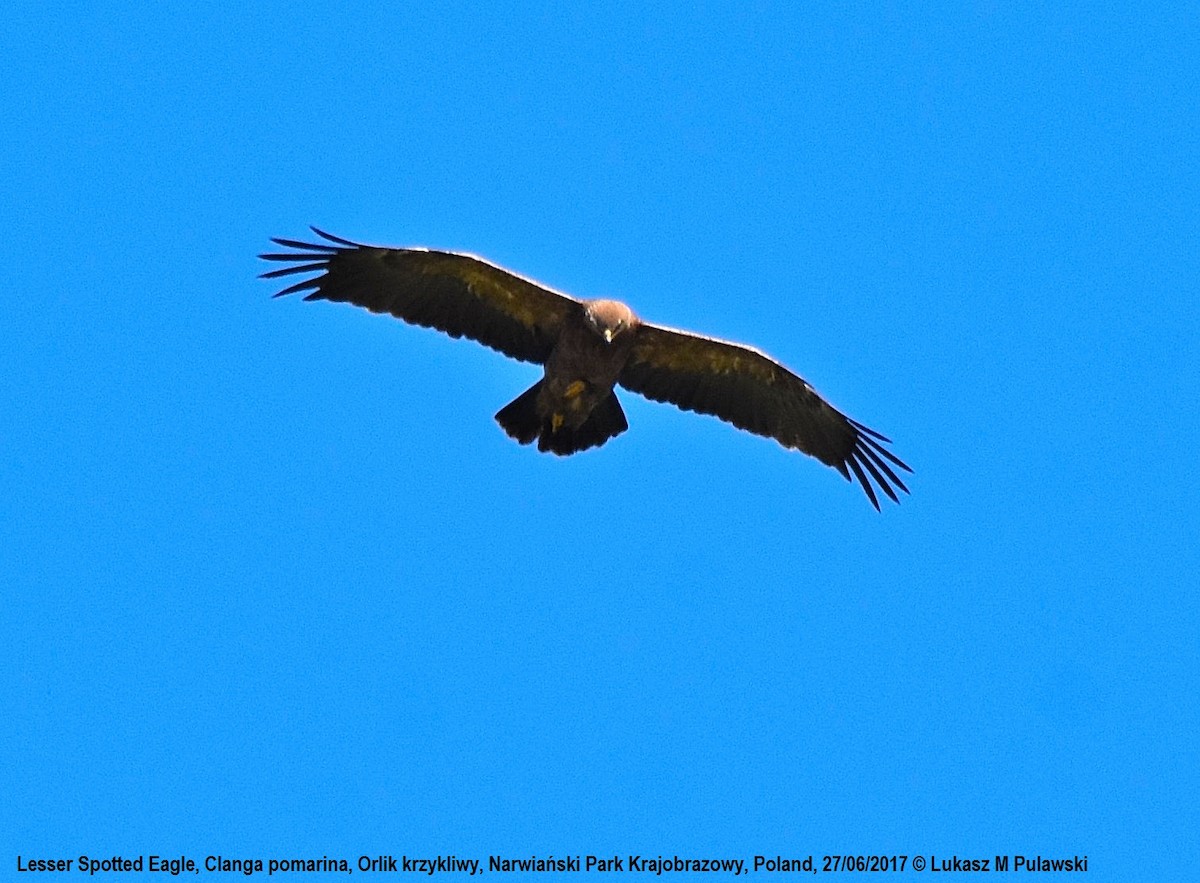 Lesser Spotted Eagle - ML248841961